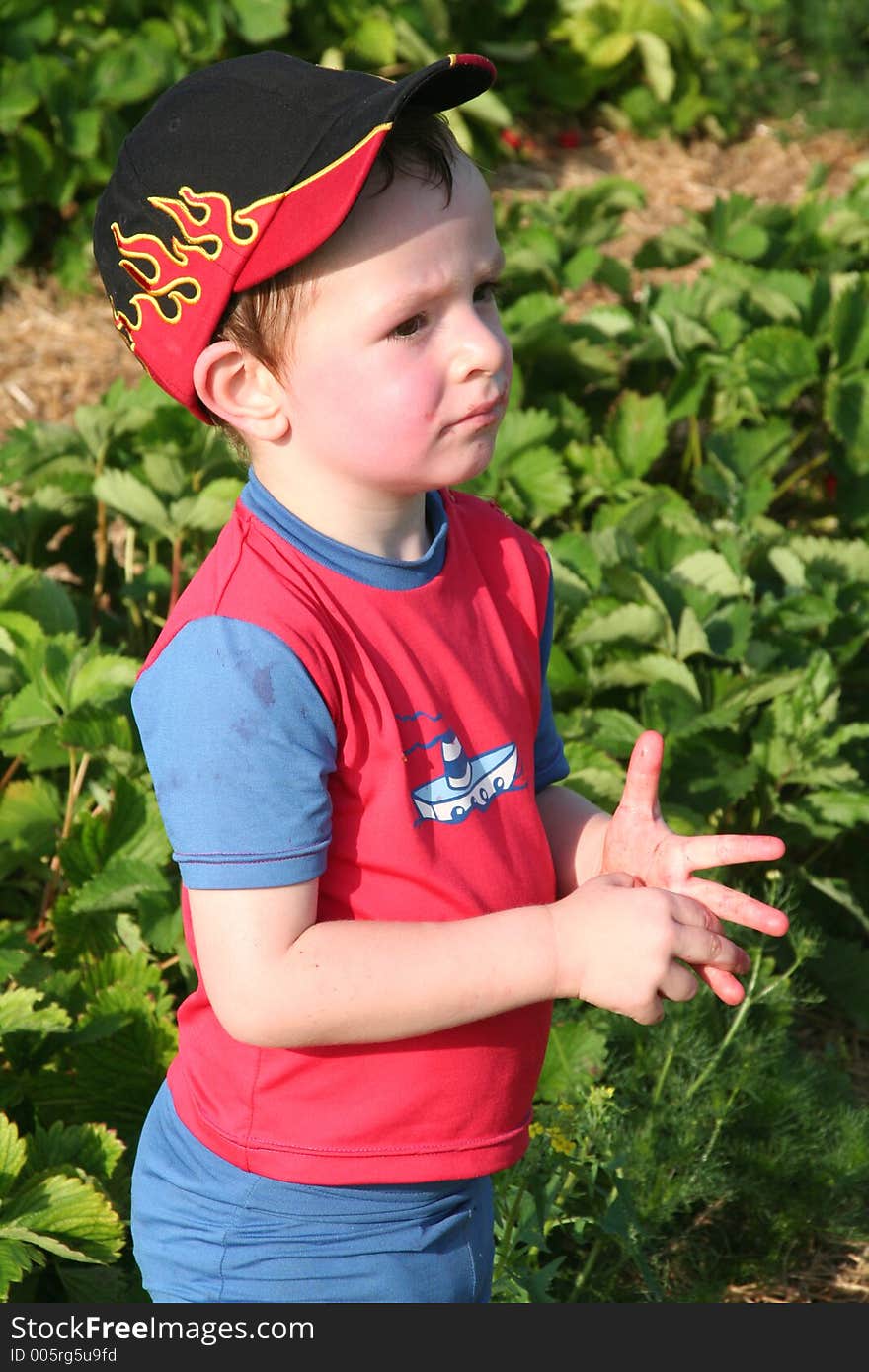 Boy in a strawberry field, red fingers from the berries. Boy in a strawberry field, red fingers from the berries