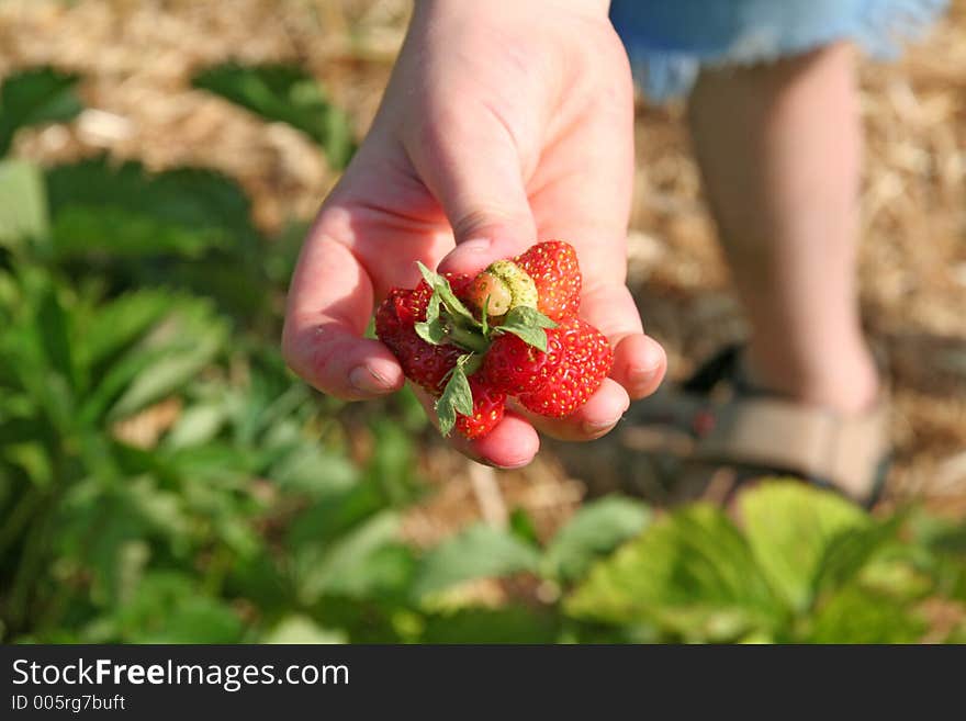 Child found a funny strawberry; picking berries in a strawberry field