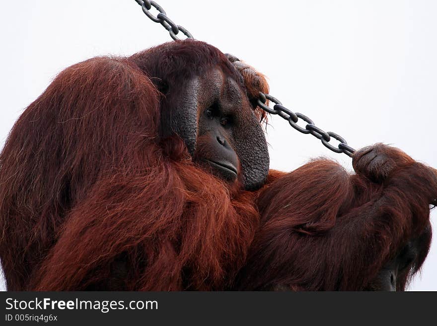 Male orang utan holding a chain