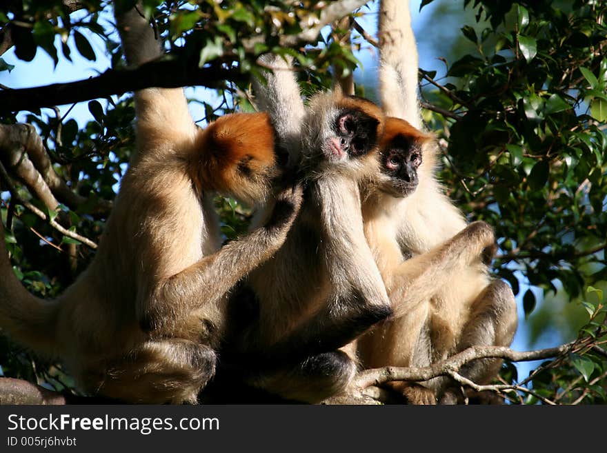 Tree monkeys lookin for fleas