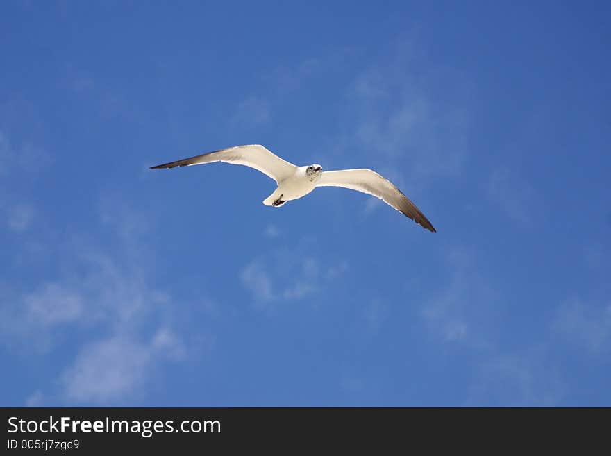 Bird flying in the sky of cancun, mexico