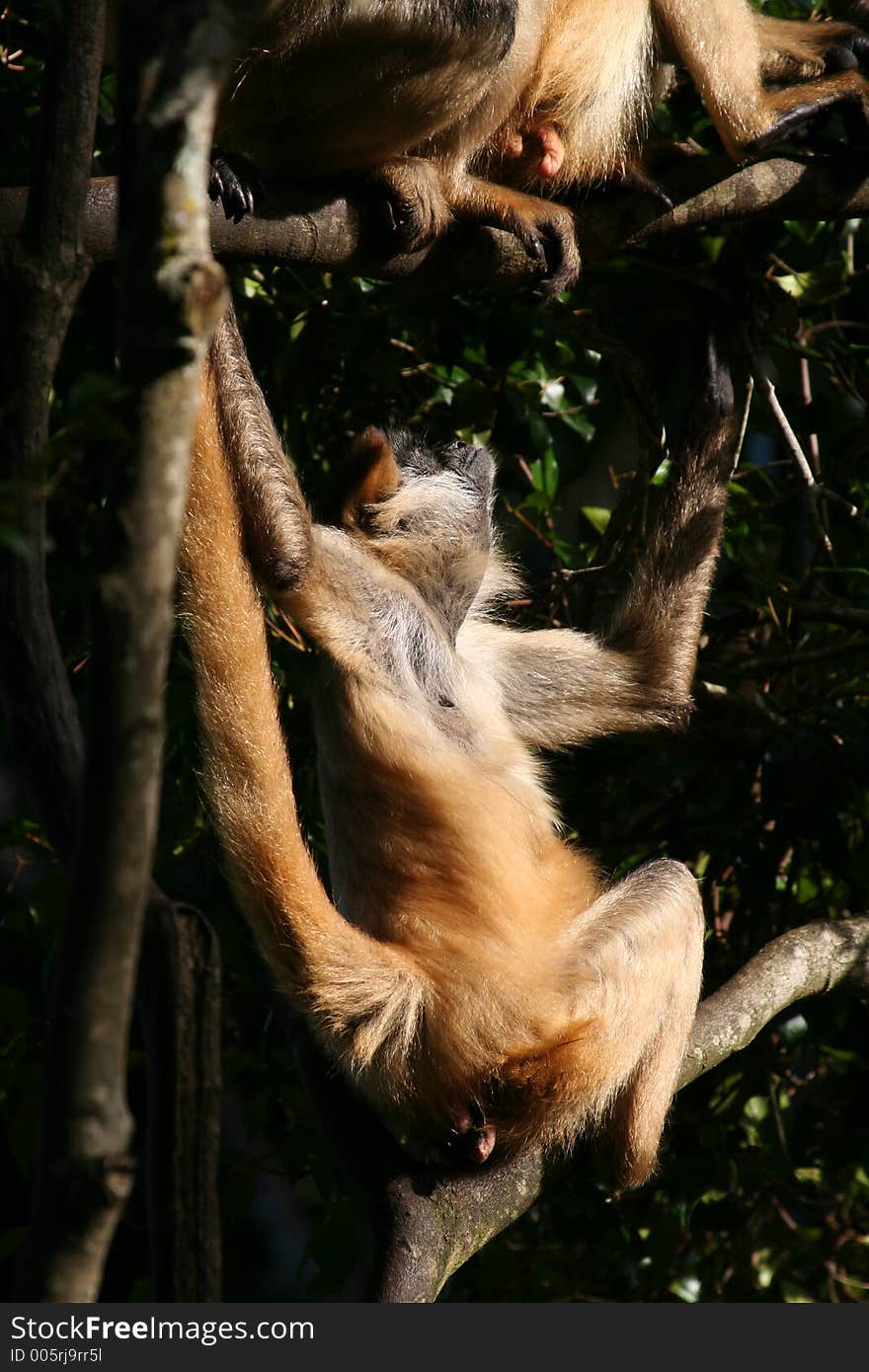 Two Monkeys In A Tree