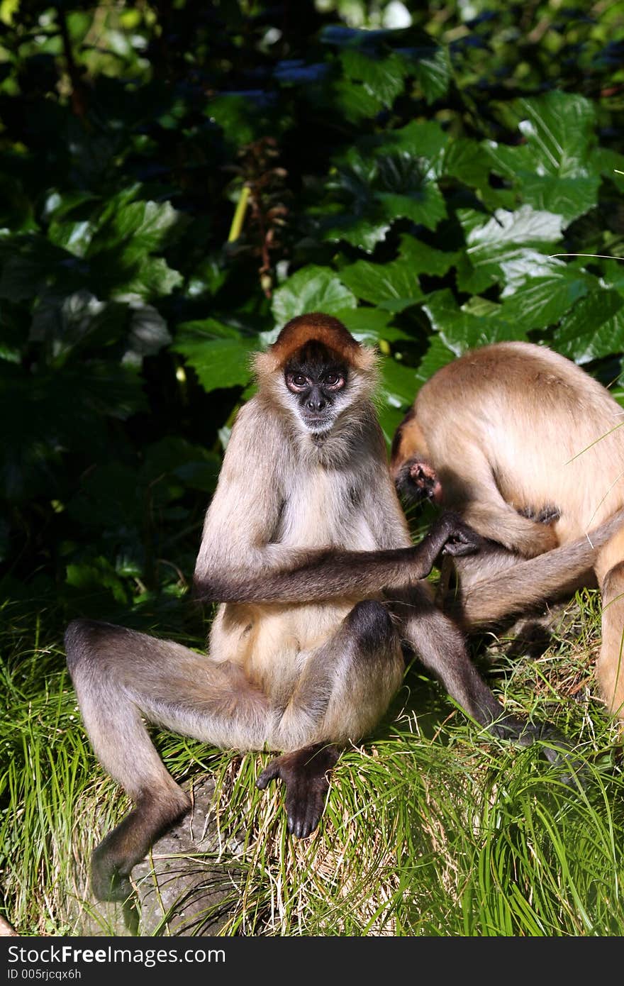 Two Monkeys Playing