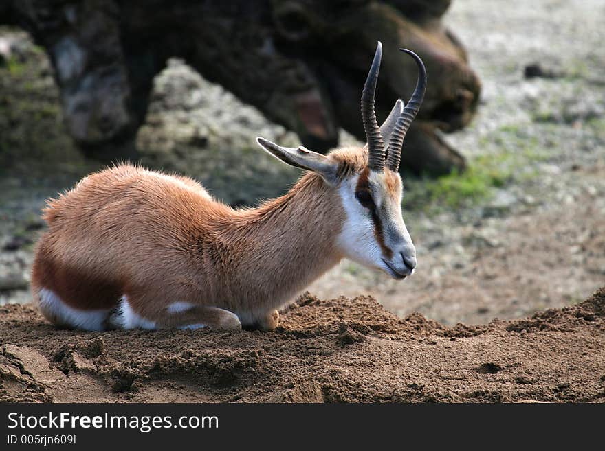 Antelope Laying