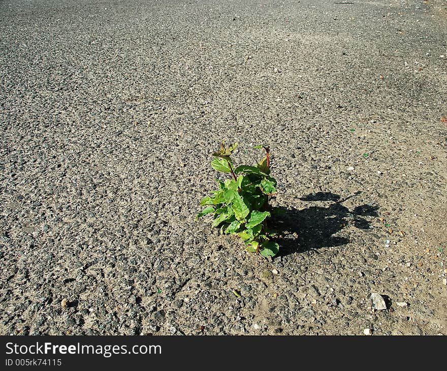 A plant burrowing its way through tarmac on an abandoned road. A plant burrowing its way through tarmac on an abandoned road.