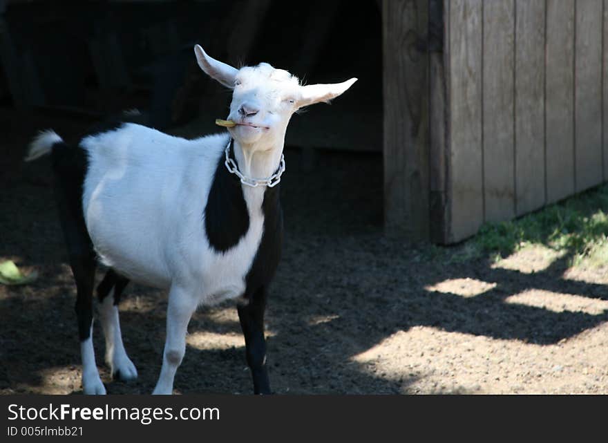 Goofy Goat