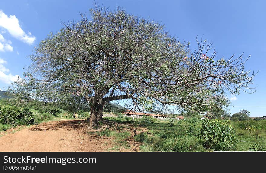 Paineira Tree