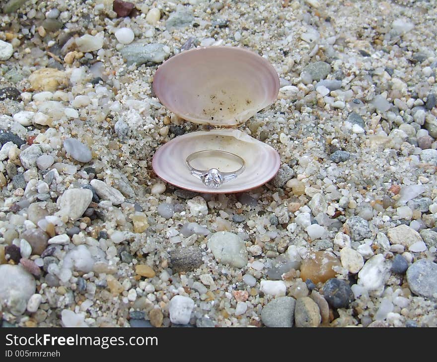 Silver ring in seashell