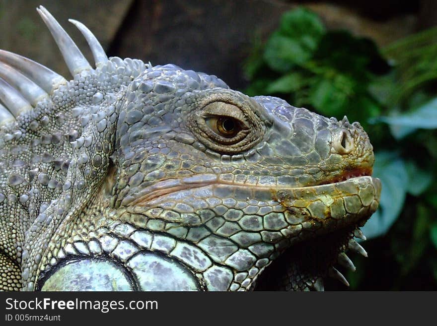 Iguana face. Iguana face