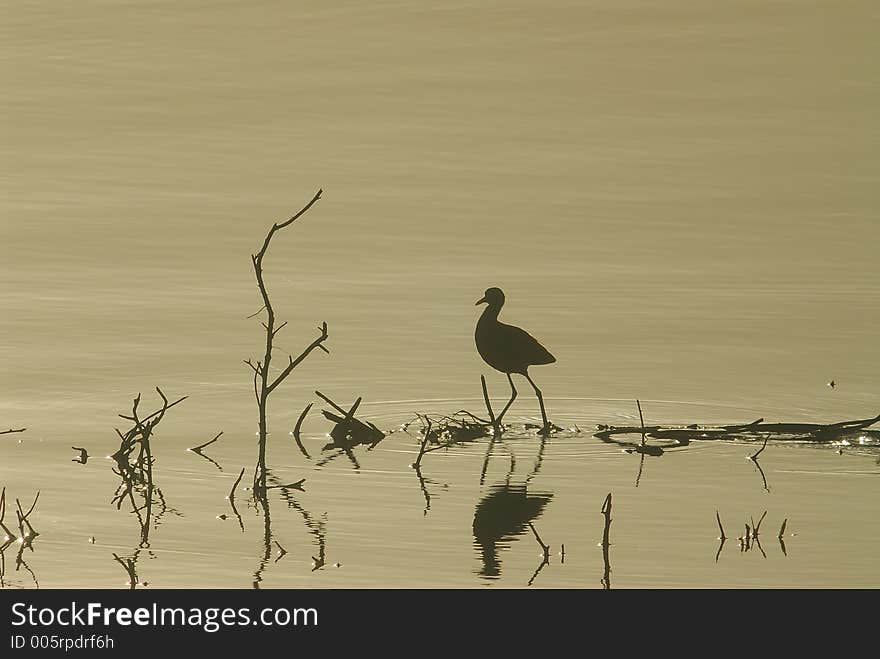 Bird reflex