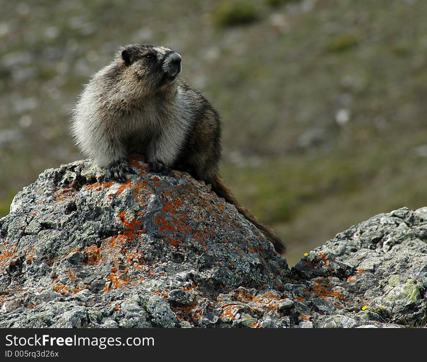 Marmot On Watch