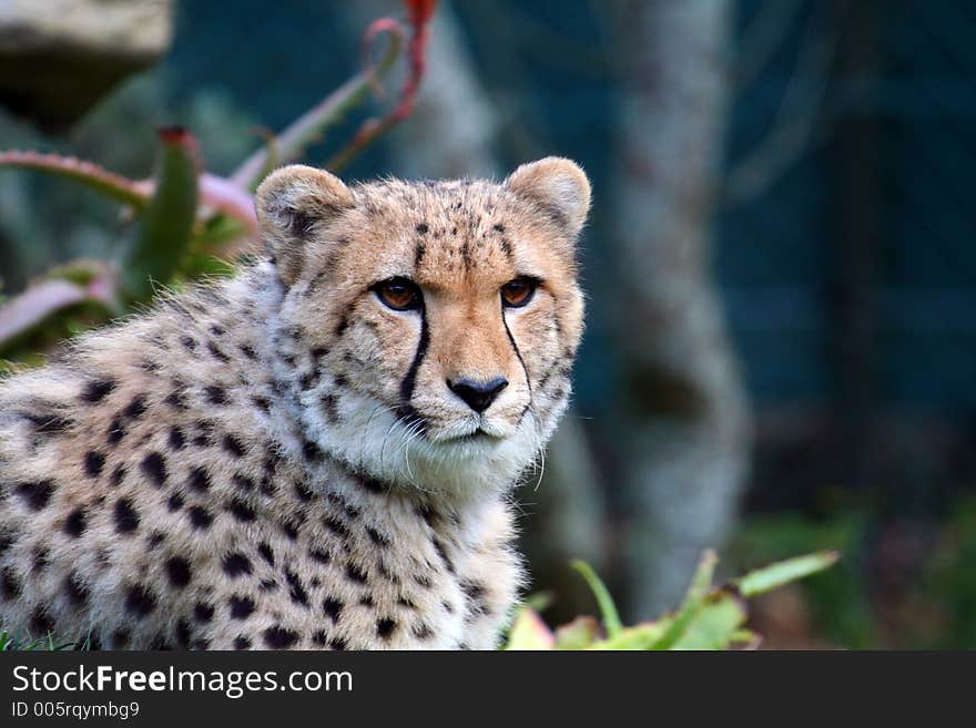 Cheetah, standing proud