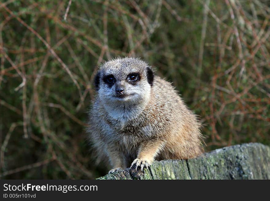 Curious Meerkat