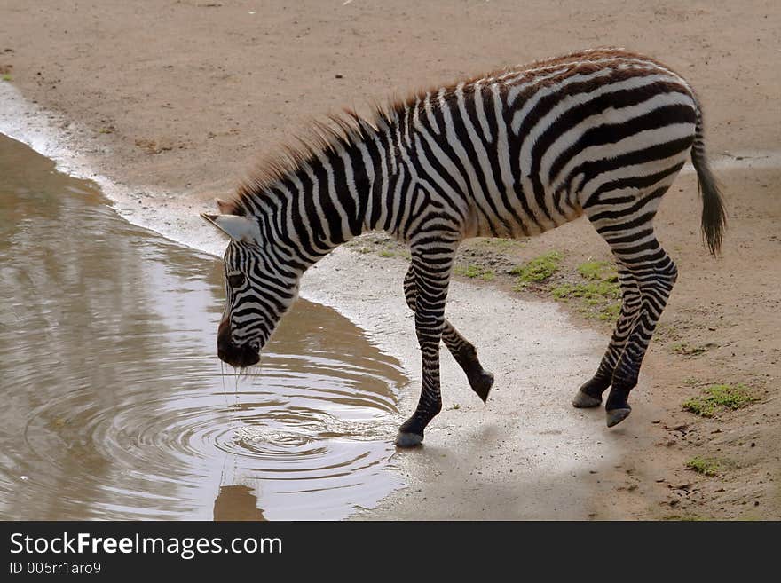 Drinking zebra