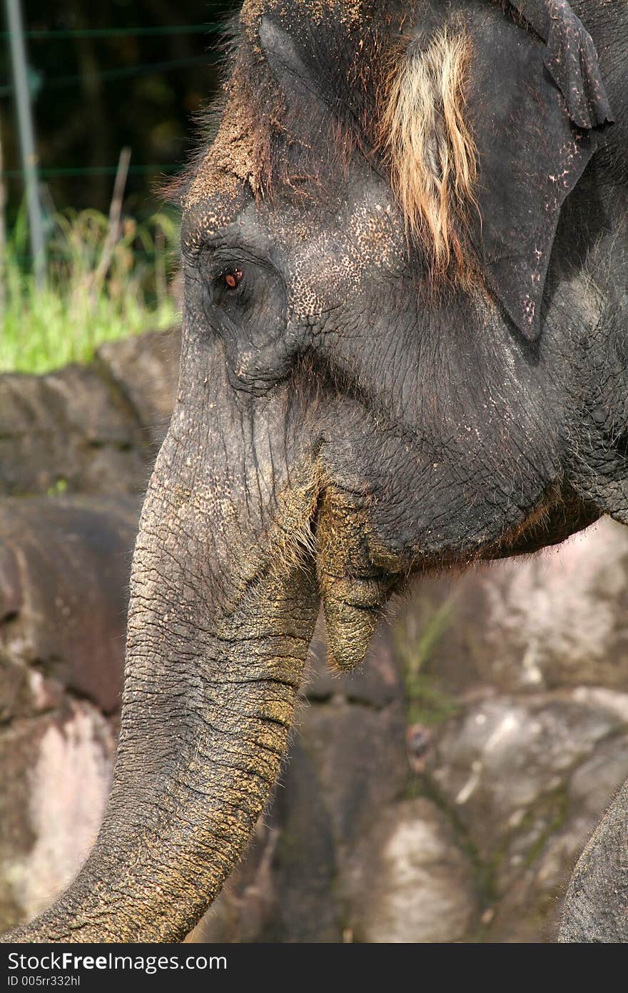 Adult elephant face