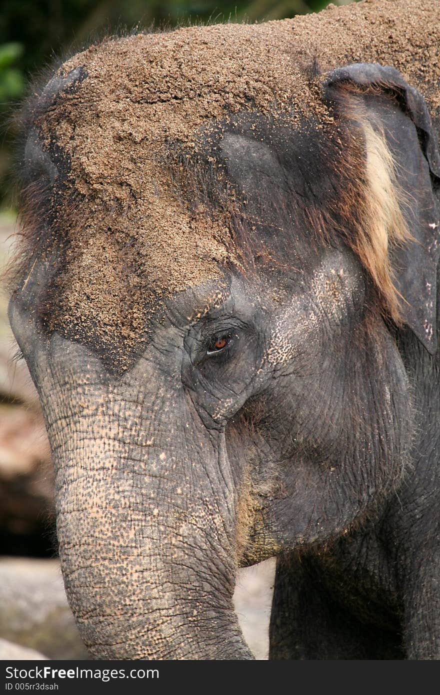 Adult elephant head