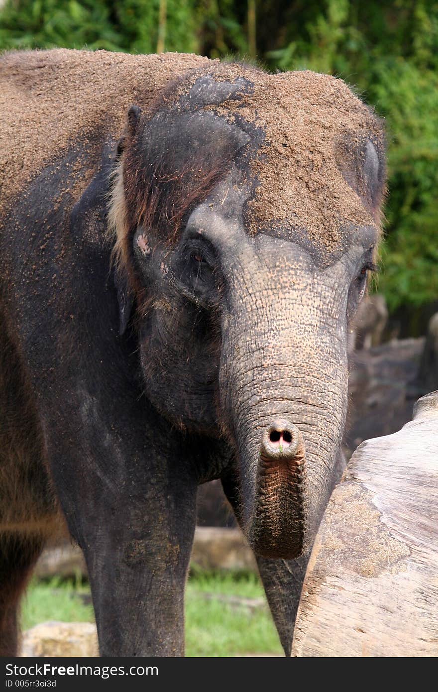 Elephant pointing with his trump