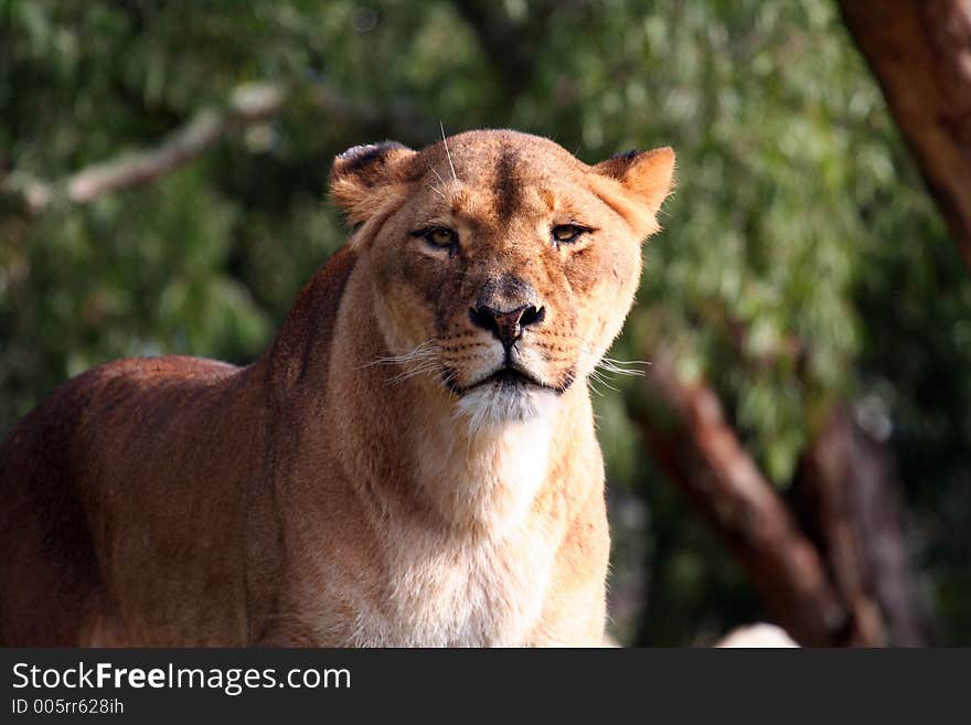 Female Lion Standing