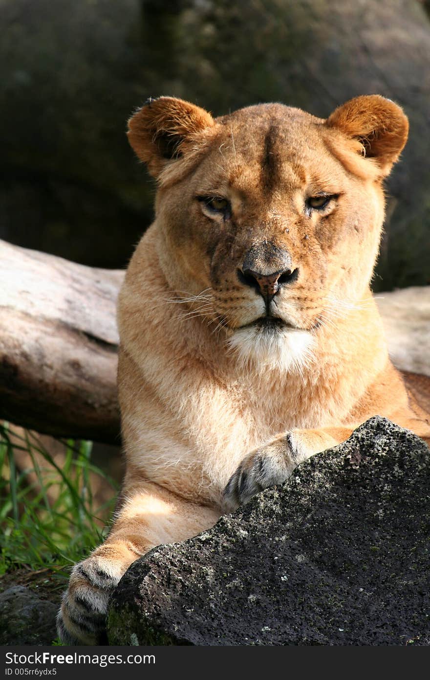 Female lion lying on the ground