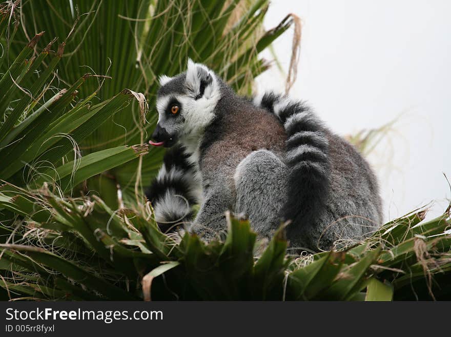 Funny lemur showing his tongue