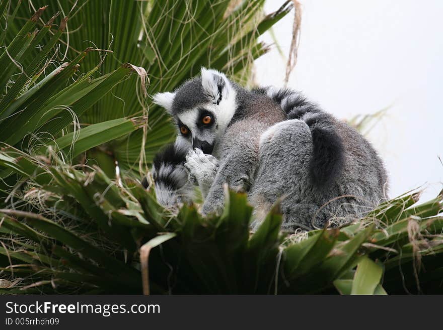 Lemur cleaning his fur