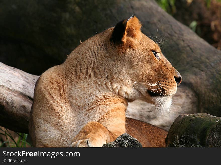 Female lion looking right