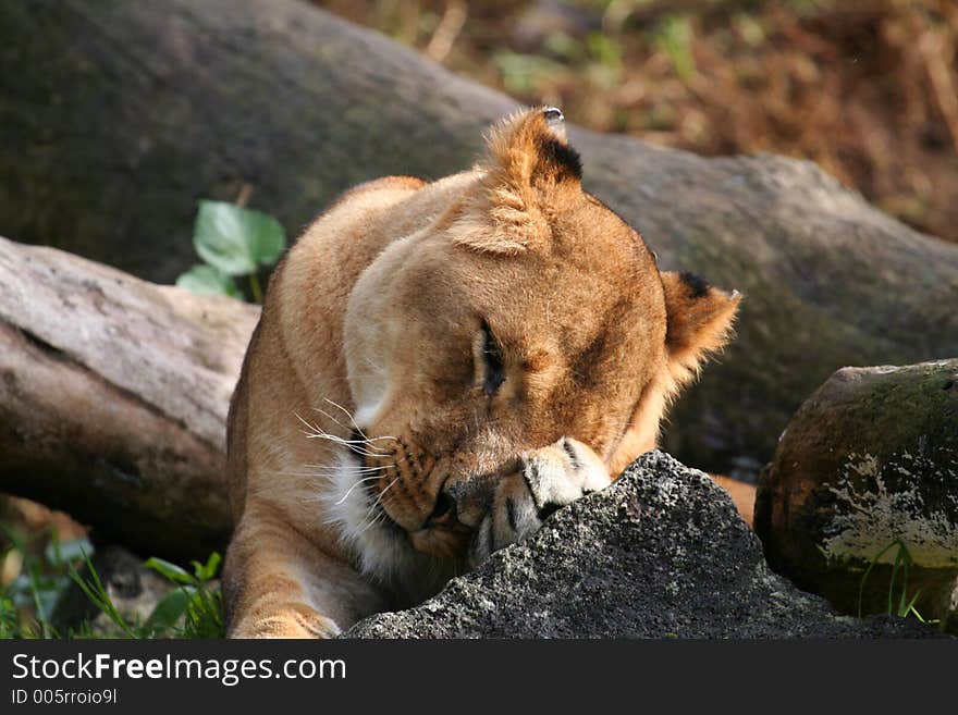 Female lion tired