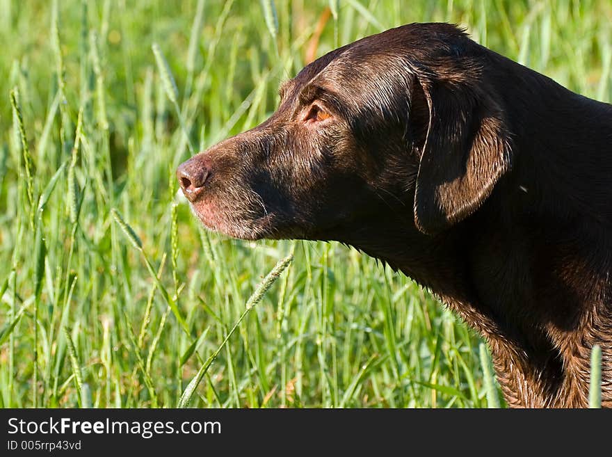 A dew soaked chocolate lab during an early morning run. A dew soaked chocolate lab during an early morning run