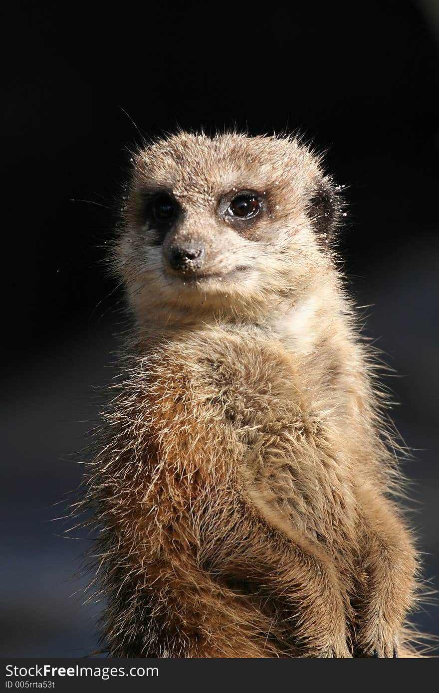 Meerkat looking over his shoulder