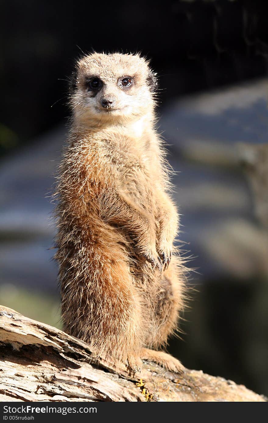 Meerkat