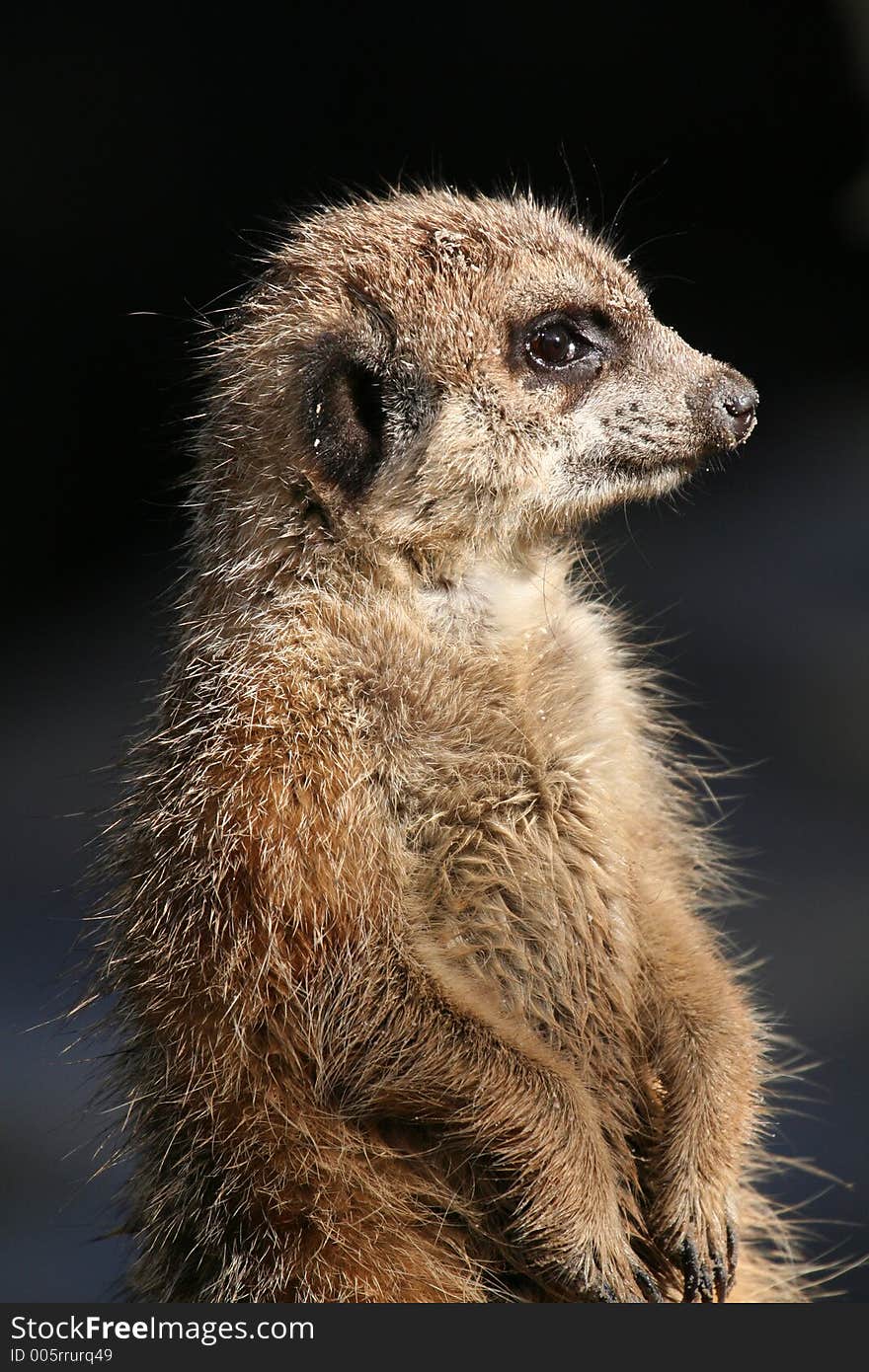 Meerkat looking right