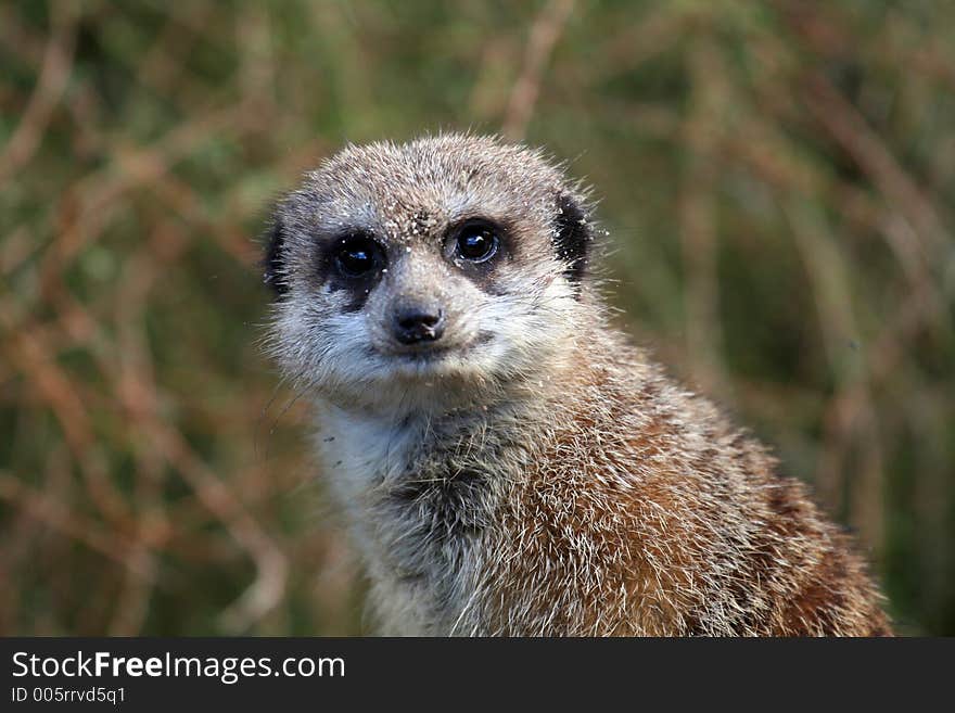 Meerkat staring