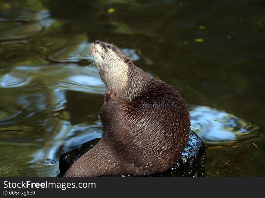 Otter on a stone, scratching his neck