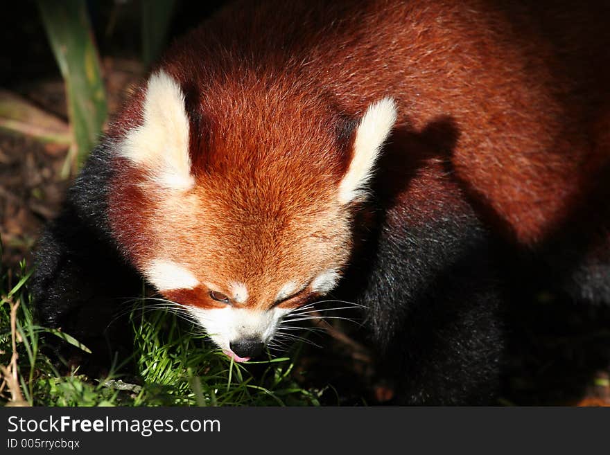 Red panda eating