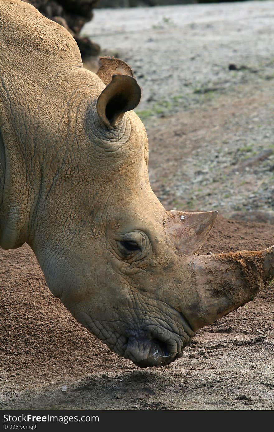 Rhinoceros face