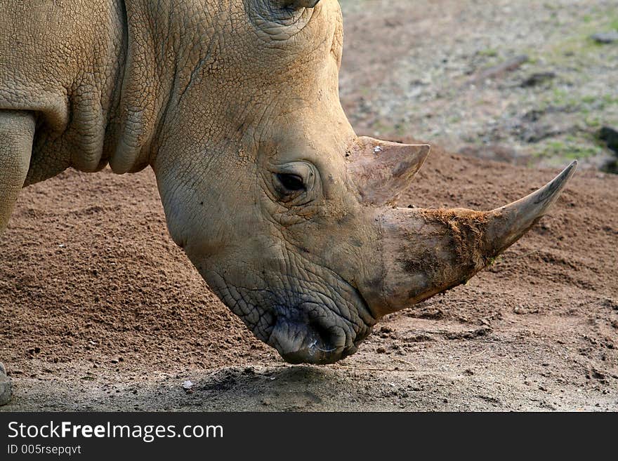 Rhinoceros head