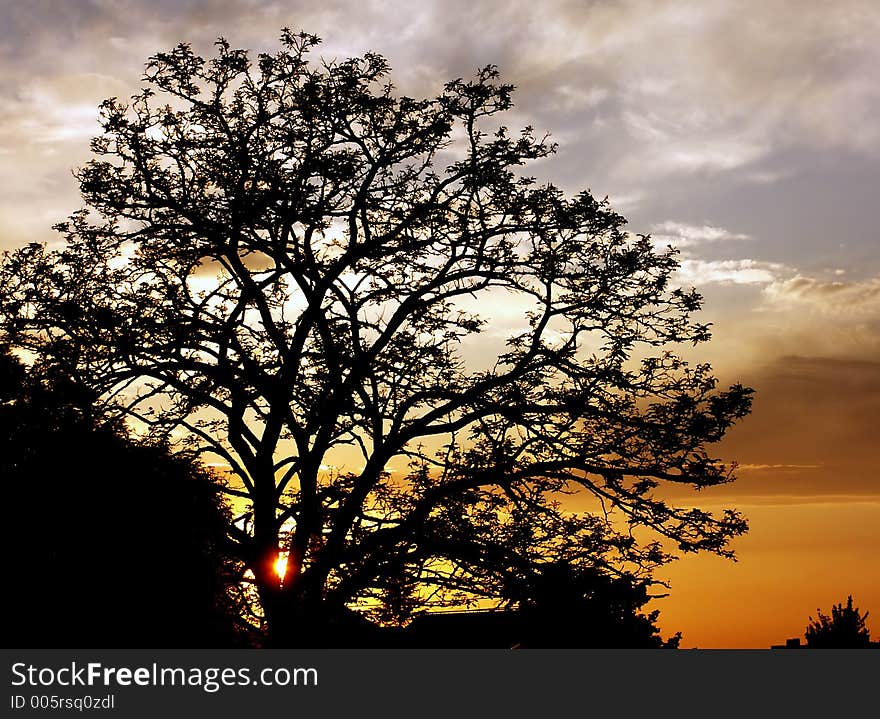 Tree in sunset