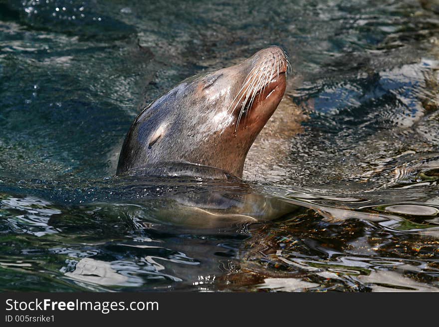 Swimming Seal