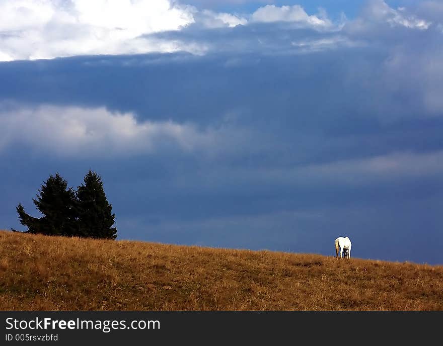 Wild horse in nature. Wild horse in nature