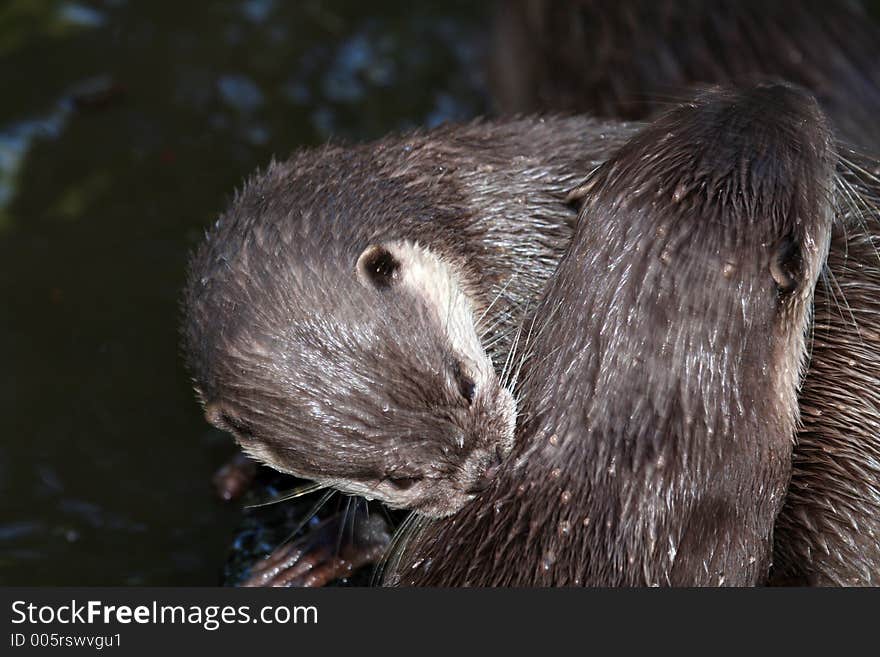 Two Otters Cleaning