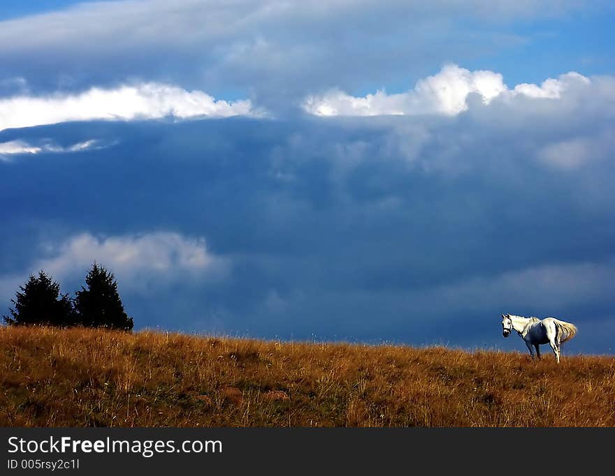 Wild Horse In Nature