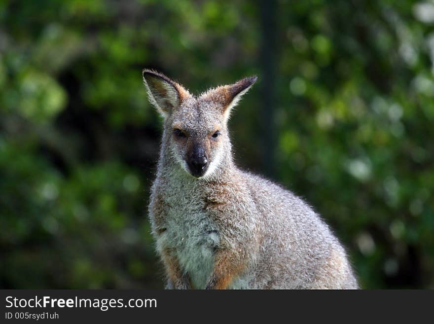 Wallaby face from waist up