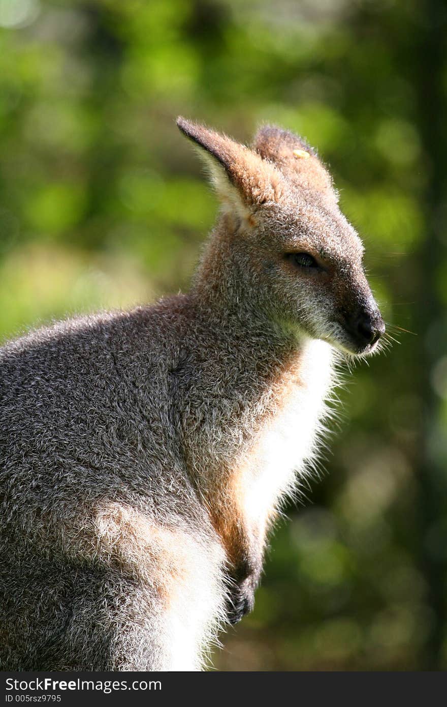 Little wallaby head