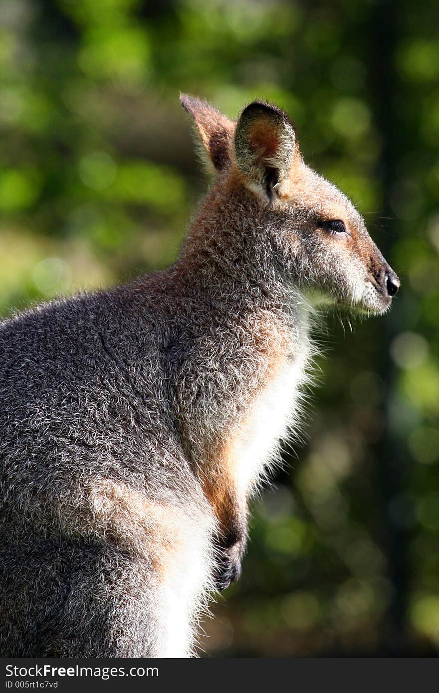 Wallaby looking to the right. Wallaby looking to the right