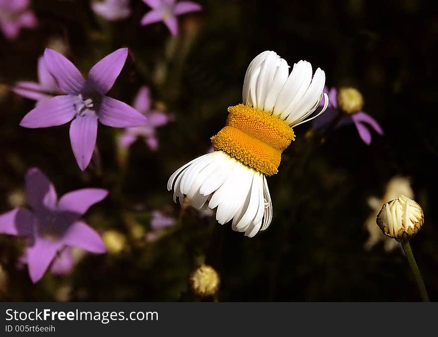 Two flowers into one, genetics. Two flowers into one, genetics