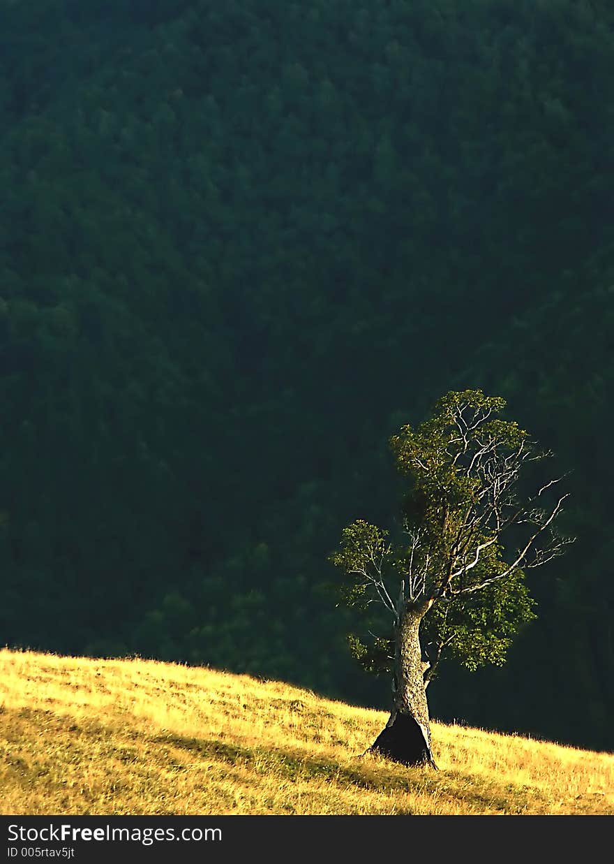 Isolated tree on a field struck by lightning a few years ago is still alive. Isolated tree on a field struck by lightning a few years ago is still alive