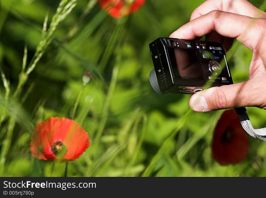 Hand taking a photo of a poppy. Hand taking a photo of a poppy