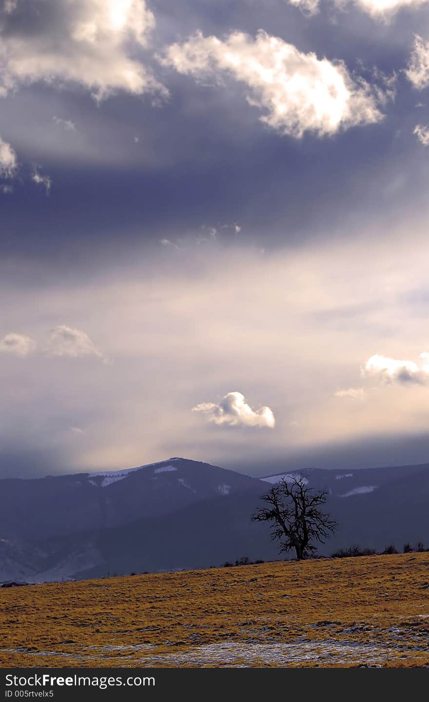 Isolated tree on a field. Isolated tree on a field