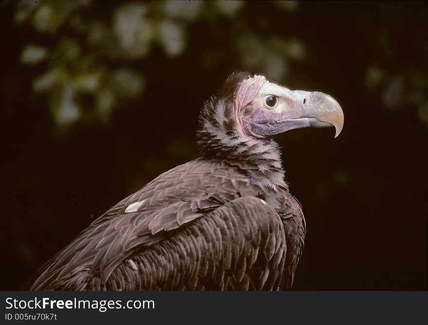 Vulture