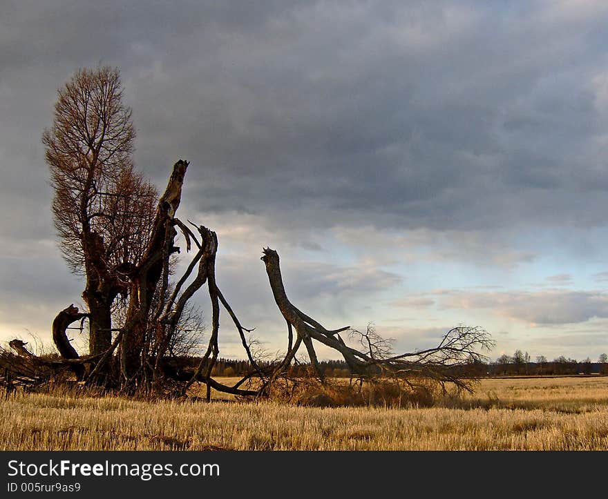 Tree dinosaurs created by storm. Tree dinosaurs created by storm